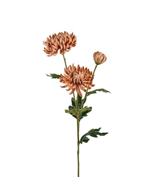 Mr Plant Chrysanthemum Beige