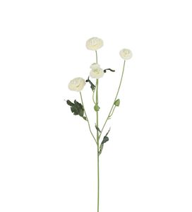 Hovedbilde Mr Plant Chrysanthemum Hvit
