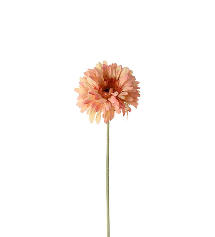 Mr Plant Gerbera Ferskenrosa