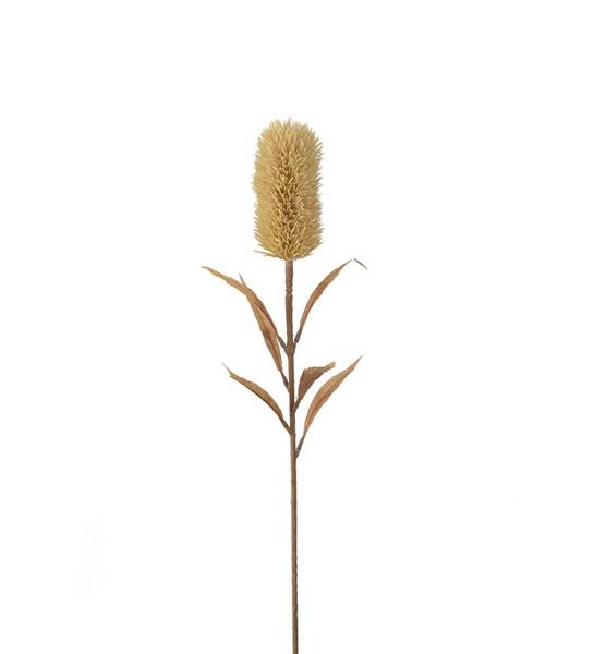 Mr Plant Banksia Beige