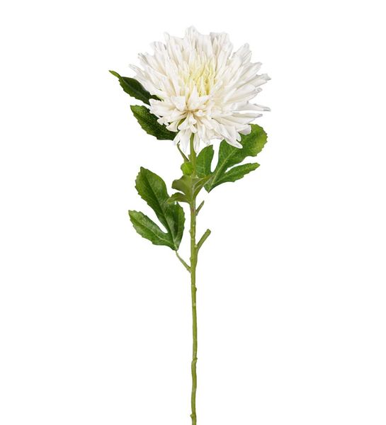 Mr Plant Chrysanthemum Hvit